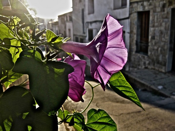 JAUME MORERA BARREDA en tercer lloc amb “Flors al carrer d’en Sastra”