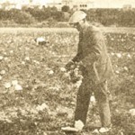 roses stfe 1930