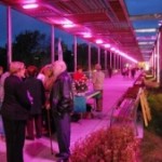 martorellrosacancermama