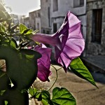 3r premi Jaume Morera Barreda – Flors al carrer d’en Sastra (Olesa de Montserrat)