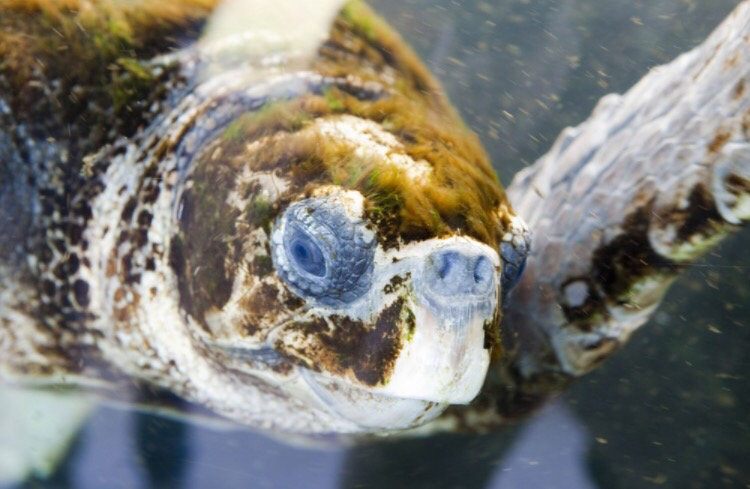 La #BaixEscapada de la setmana: La tortuga Floreta al CRAM del Prat