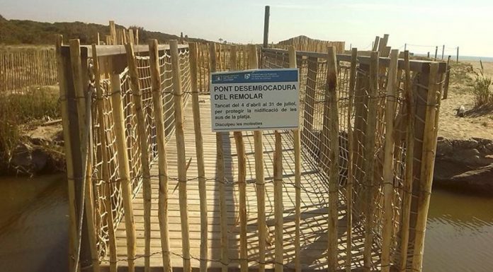 El pont del remolar tanca per nidificació