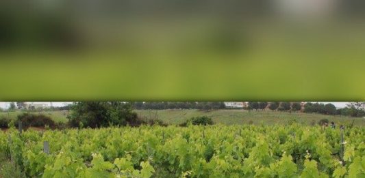 Les IX jornades la vinya i el vi arriben a Sant Feliu aquest diumenge, en el marc de les Festes de Primavera