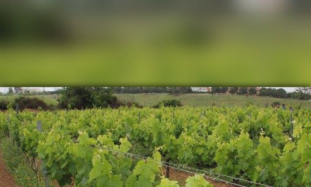 Les IX jornades la vinya i el vi arriben a Sant Feliu aquest diumenge, en el marc de les Festes de Primavera