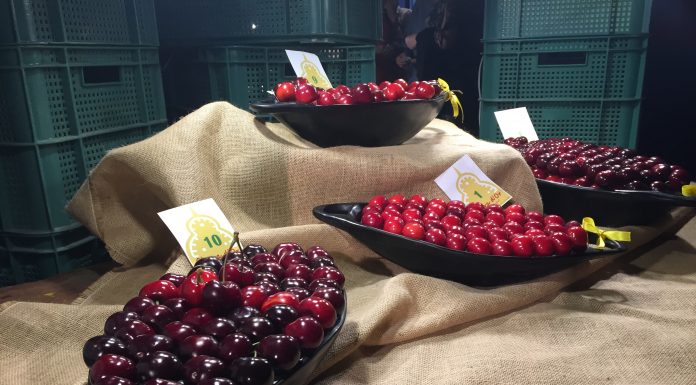 3.000 kg de cireres venuts i una gran participació ciutadana tanquen la 38a Festa de la Cirera de Torrelles