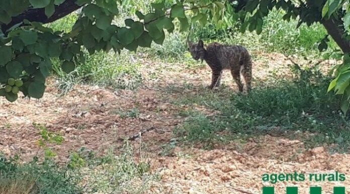 Detectat un linx ibèric a l’àrea metropolitana de Barcelona