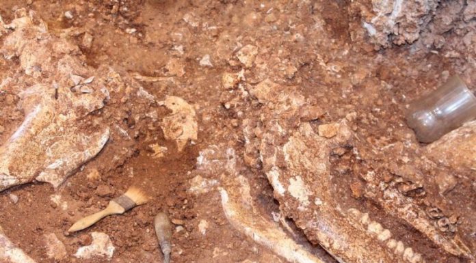 Descobert a Castelldefels un esquelet d’una espècie extingida de rinoceront de fa 160.000 anys