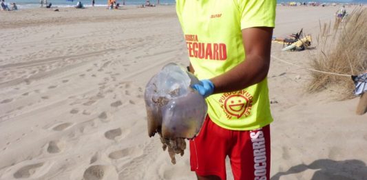 Què fer si ens pica una medusa?