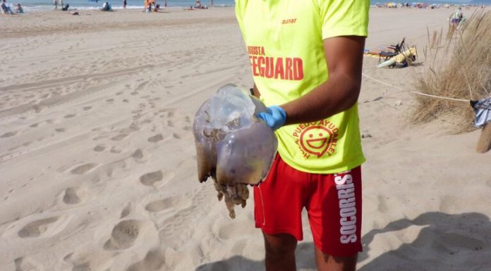 Què fer si ens pica una medusa?