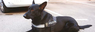 Un centenar de guies canins de policies locals d’arreu de l’Estat es formen a Cornellà amb els millors especialistes