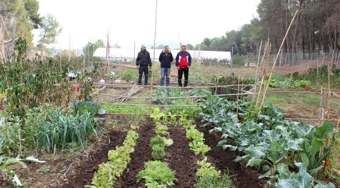 L’Ajuntament de Sant Andreu de la Barca sorteja 42 horts urbans ecològics