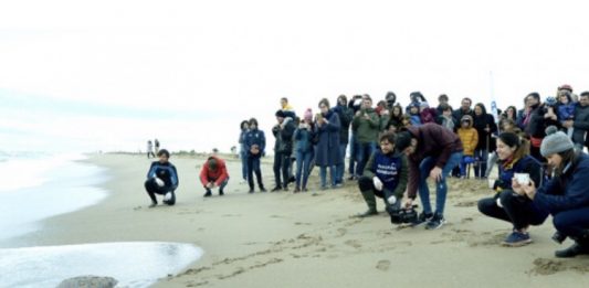 Alliberades 5 tortugues babaues a la platja del Prat