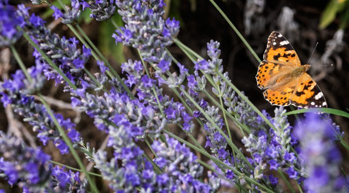 Neix un nou projecte de ciència ciutadana per millorar la biodiversitat de la xarxa de parcs i platges metropolitans estudiant les papallones