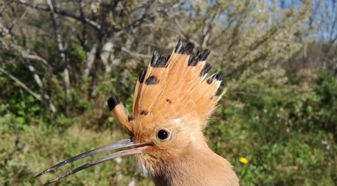 Més de 1.400 persones identifiquen 120 espècies diferents a la 2a edició del Bioblitz Metropolità