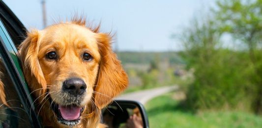 5 escapades per fer amb gossos arreu de Catalunya