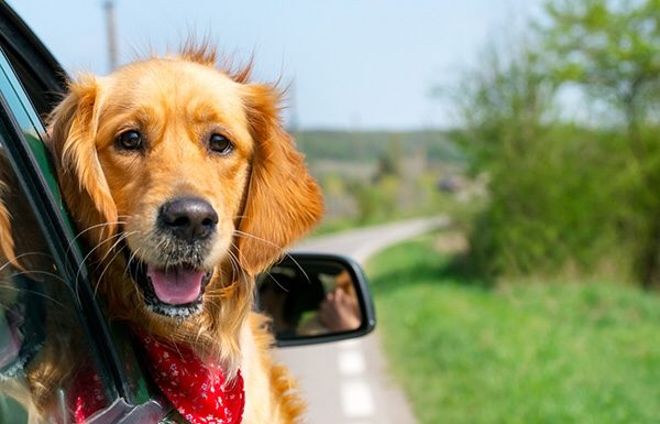 5 escapades per fer amb gossos arreu de Catalunya