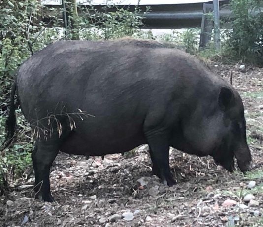 El porc vietnamita: d’animal domèstic a problema per la biodiversitat