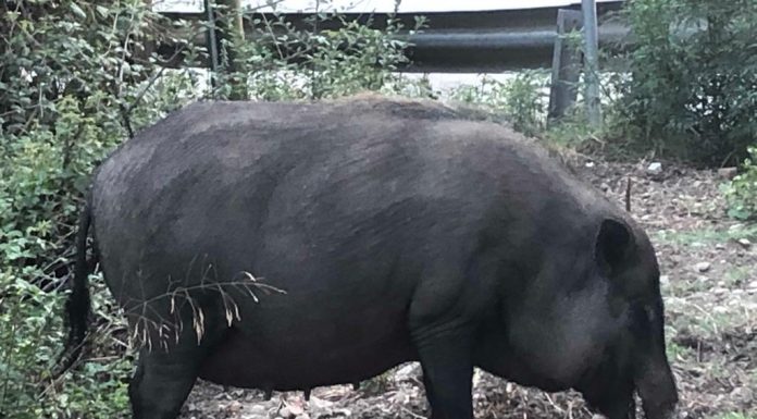 El porc vietnamita: d’animal domèstic a problema per la biodiversitat