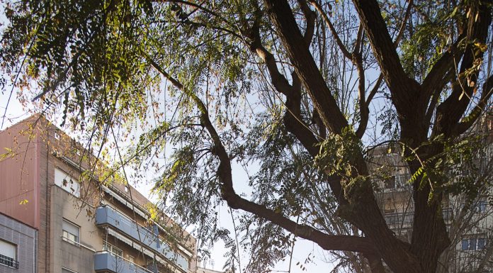 Un Molins de Rei més verd lluita pel canvi climàtic i inverteix en nou arbrat