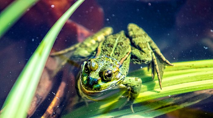 Es busquen exploradors per fer recompte de flora i fauna als parcs i platges metropolitans