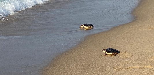 Alliberades 12 tortugues careta a la platja de Castelldefels