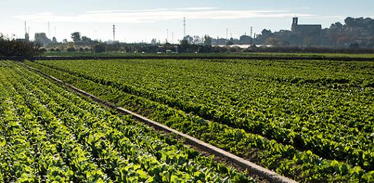 Convocatòria d’ajuts per la millora de les explotacions i la comercialització dels productes del Parc Agrari del Baix Llobregat
