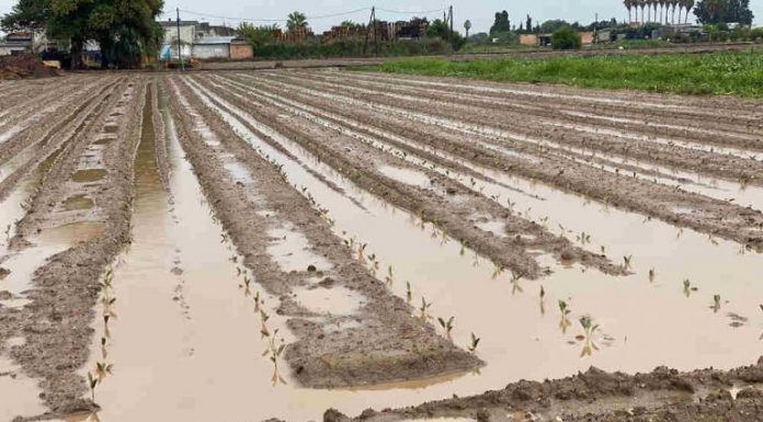 La pagesia de Gavà preocupada per l’impacte de l’excés de pluja, que pot fer malbé o endarrerir els cultius