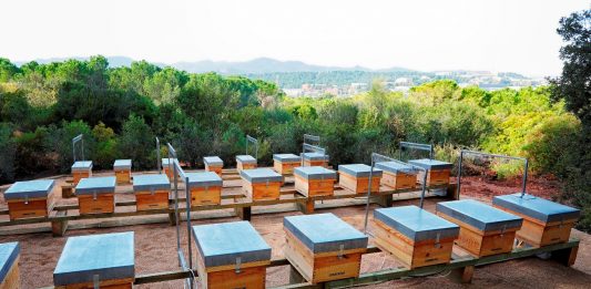 El cementiri Roques Blanques del Papiol acull el primer apiari didàctic, una iniciativa pionera que fomenta la protecció de les abelles