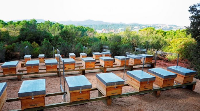 El cementiri Roques Blanques del Papiol acull el primer apiari didàctic, una iniciativa pionera que fomenta la protecció de les abelles
