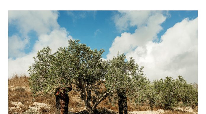 El Festival de Cinema de la Mediterrània i del Llevant de La Mostra de CineBaix se celebrarà presencialment del 26 al 30 de novembre