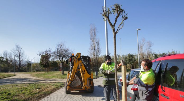 Un Molins de Rei més sostenible: reposició del nou arbrat viari