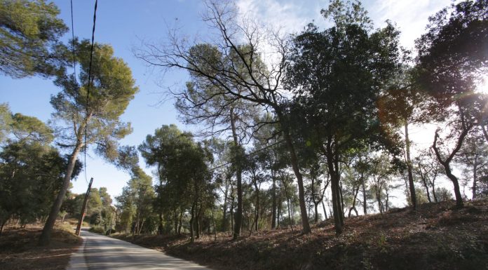 Finalitzen les obres de la franja de prevenció d’incendis de Vallpineda de Molins