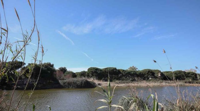 Jornada lúdica a l’Estany de la Murtra per observar l’anellament científic d’ocells