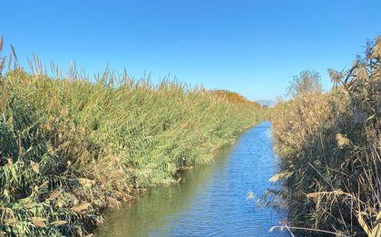 El Prat millora l’estat ecològic del Canal de la Bunyola