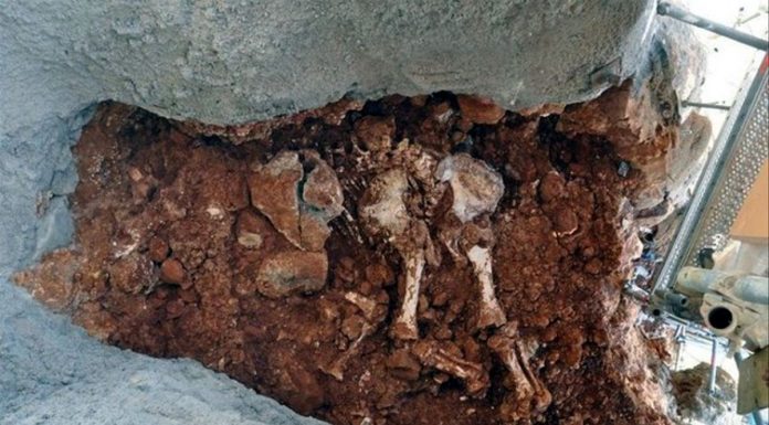 Trobat a Castelldefels l’esquelet sencer d’una cria d’elefant de fa 120.000 anys