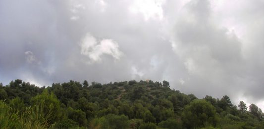 El Parc de Collserola treballa per reduir el risc d’incendi forestal