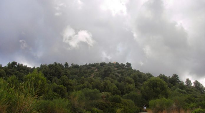El Parc de Collserola treballa per reduir el risc d’incendi forestal