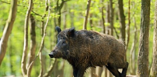 Poden ser segures les batudes de caça dins espais naturals?
