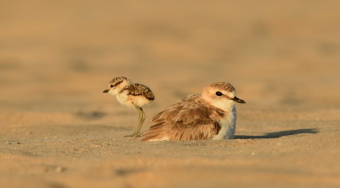 Tancada la platja del Remolar per protegir la nidificació de les aus