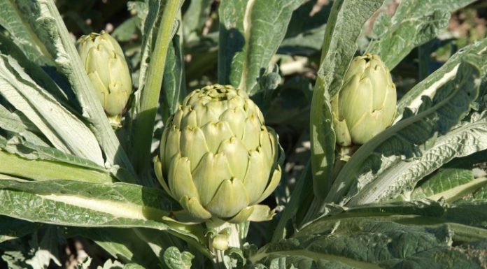 Atenció: No totes les “carxofes del Prat” que us ofereixen són del Prat!