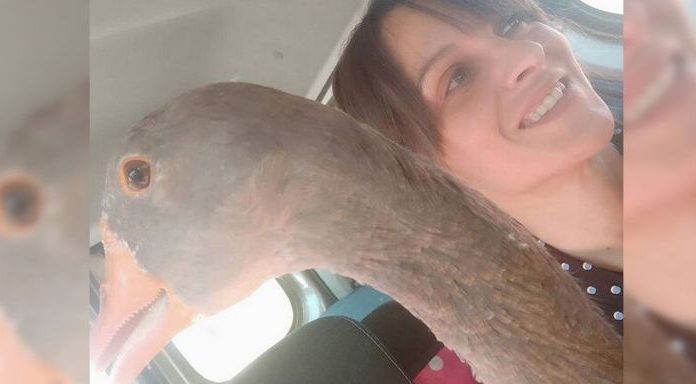 L’Associació Protectora d’Animals Exòtics de Catalunya (APAEC), de Sant Feliu, guanya el concurs per prestar el servei a Barcelona