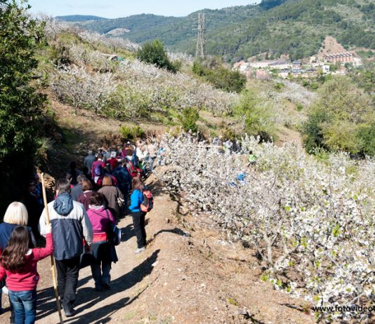 Voleu passejar entre els cirerers en flor de Sant Climent?