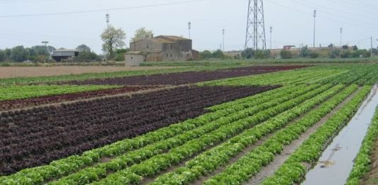Els pagesos del Parc Agrari del Baix Llobregat preveuen una collita de meló i síndria “espectacular”