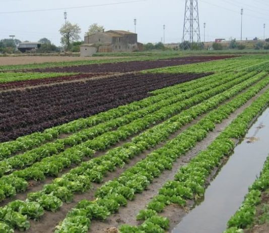 Els pagesos del Baix Llobregat critiquen el baix preu de melons i síndries: “A 30 cèntims el quilo no ens compensa”