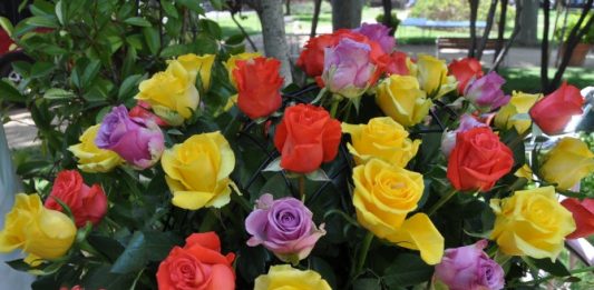 Mercabarna-flor preveu que es tornin a superar els set milions de roses venudes per Sant Jordi