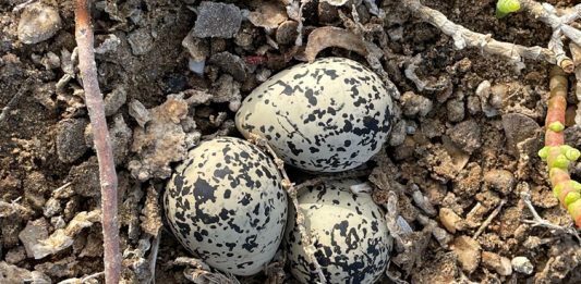 El Corriol camanegre es recupera a les platges del Delta