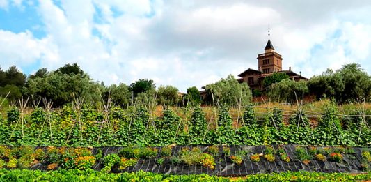 Fins el 9 de setembre es pot optar als ajuts del Contracte Agrari de Collserola
