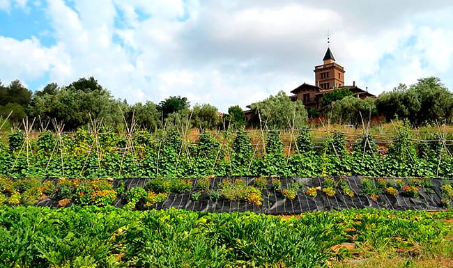 Fins el 9 de setembre es pot optar als ajuts del Contracte Agrari de Collserola