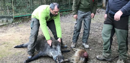 Ja ha començat la controvertida temporada de caça del senglar a Collserola