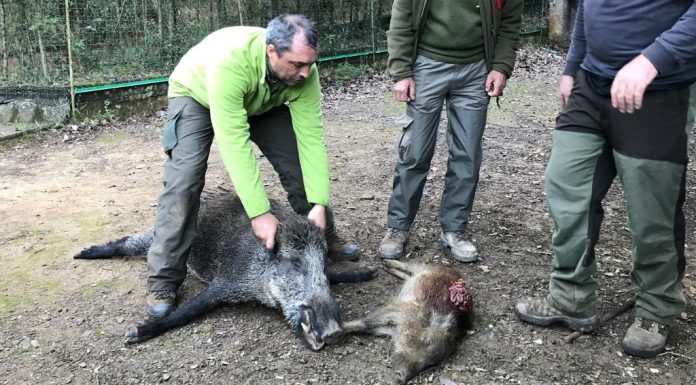 Ja ha començat la controvertida temporada de caça del senglar a Collserola